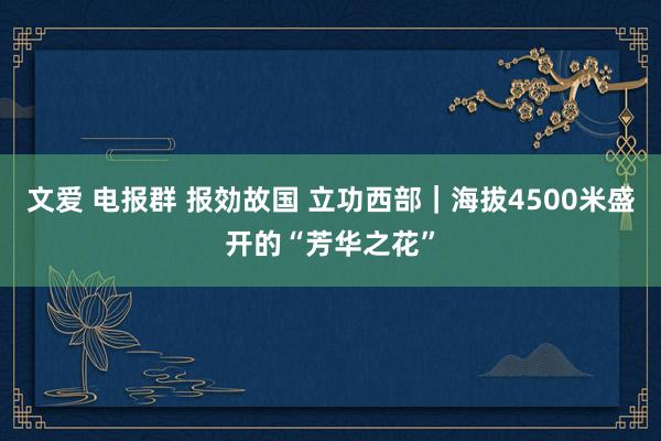 文爱 电报群 报効故国 立功西部｜海拔4500米盛开的“芳华之花”